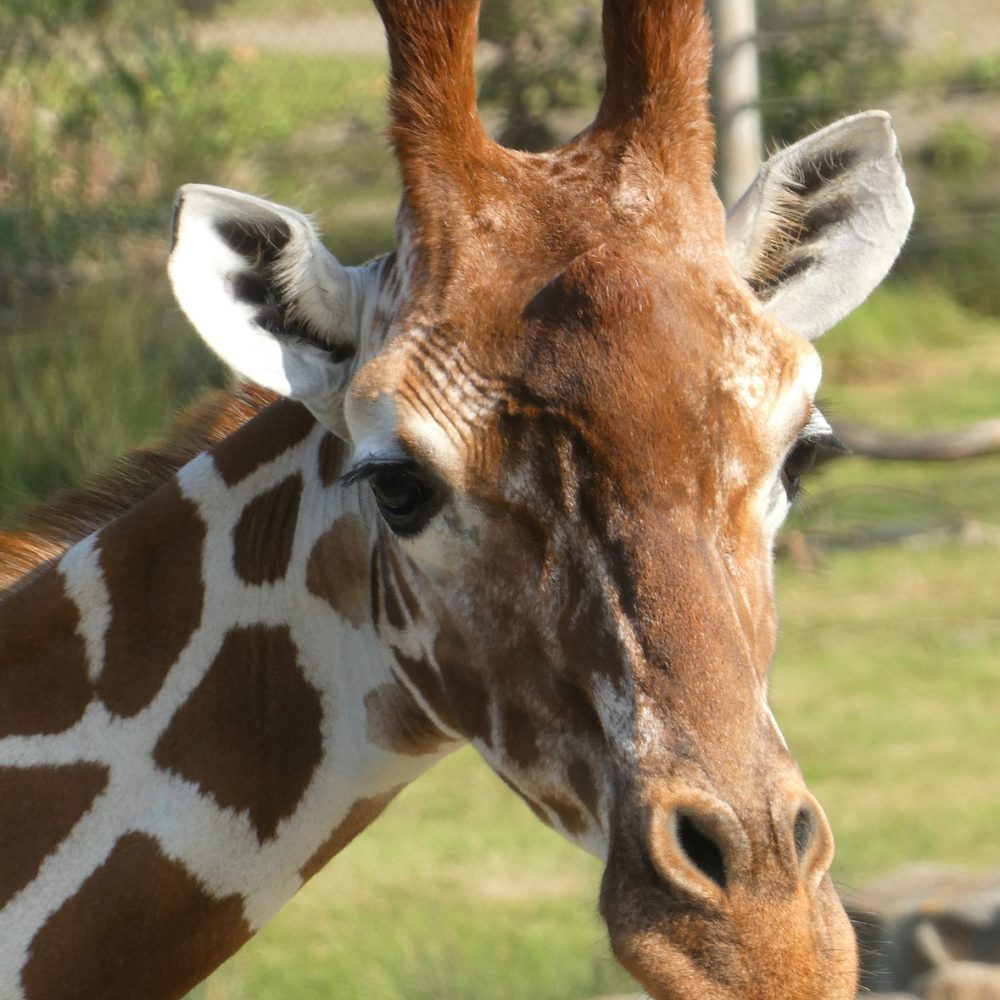 giraffe-6672345_1920.jpg